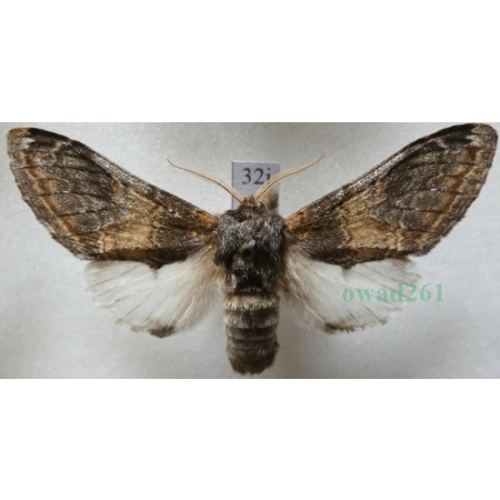 Notodonta tritophus (Denis & Schiffermüller, 1775) male Garbatka miesięcznica Czech32j